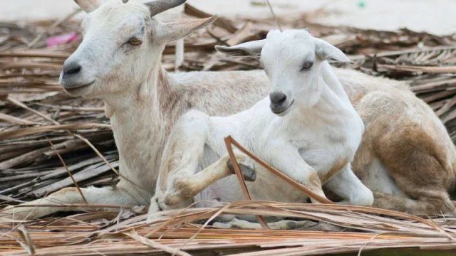 Xanadu Villas Farm mit Ziegen