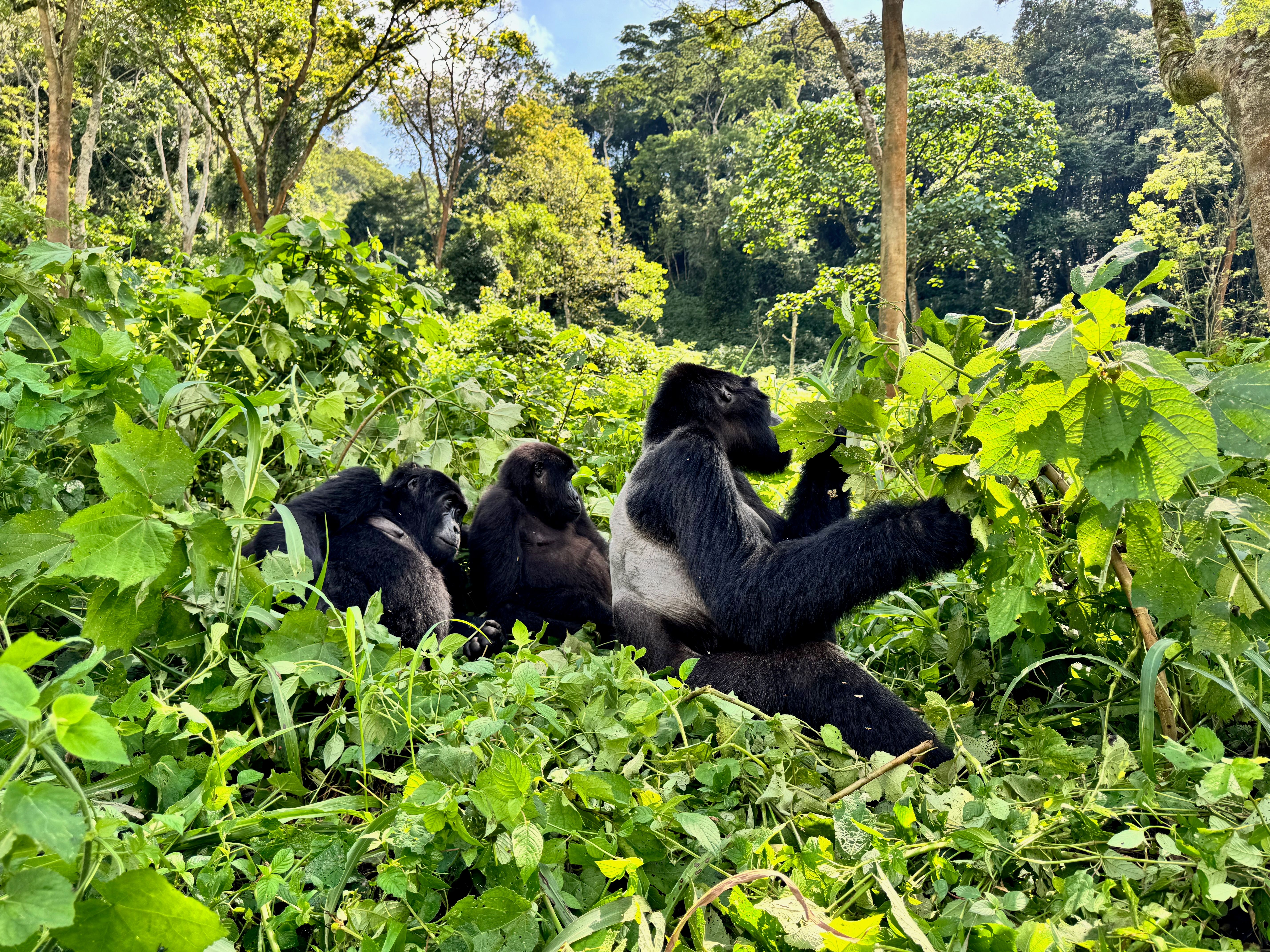 Gorilla-Familie entspannt sich in üppiger Vegetation.