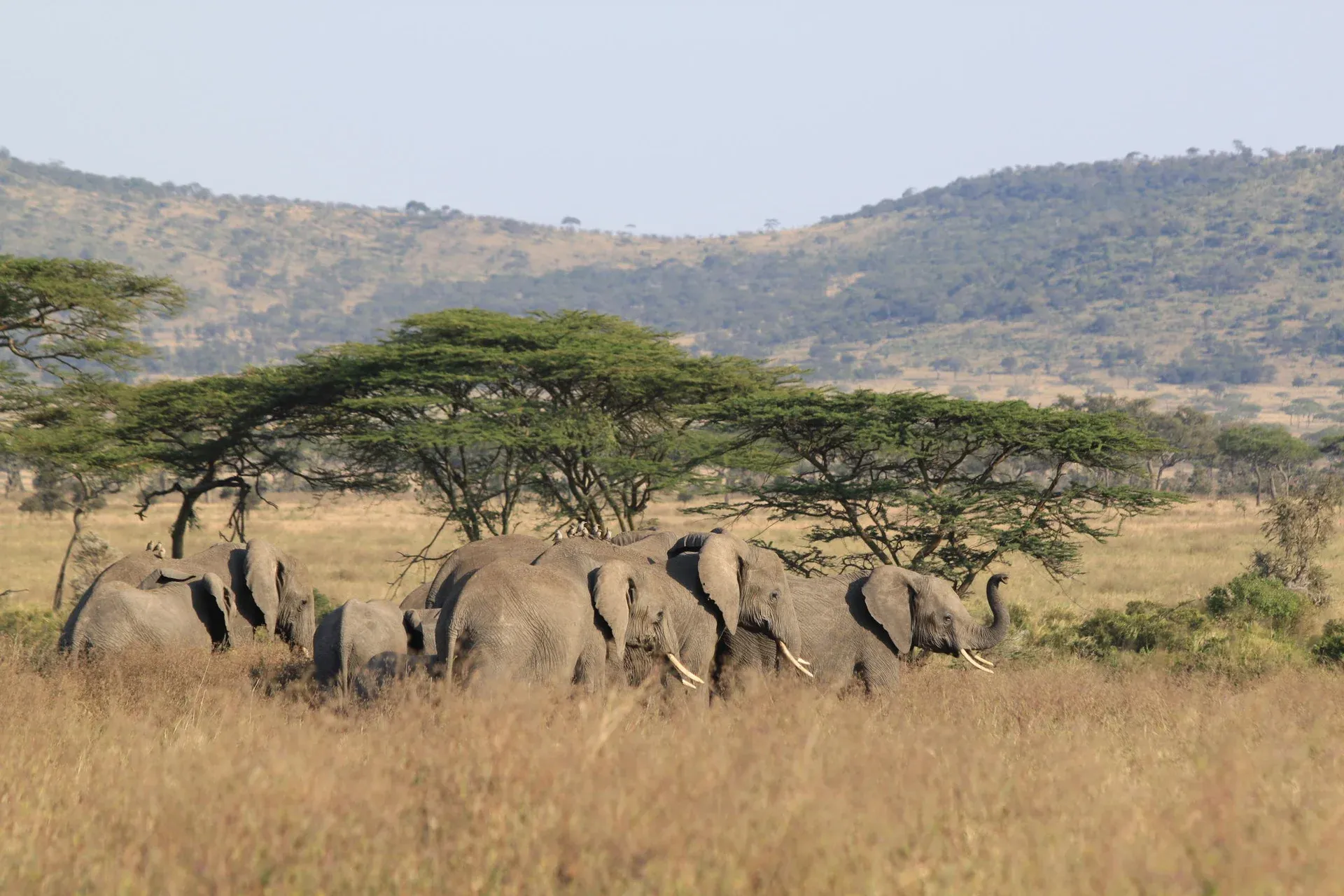 Eine Elefantenherde zieht durch die weite Savannenlandschaft der Serengeti, umgeben von hohem Gras, flachen Schirmakazien und sanften Hügeln im Hintergrund.
