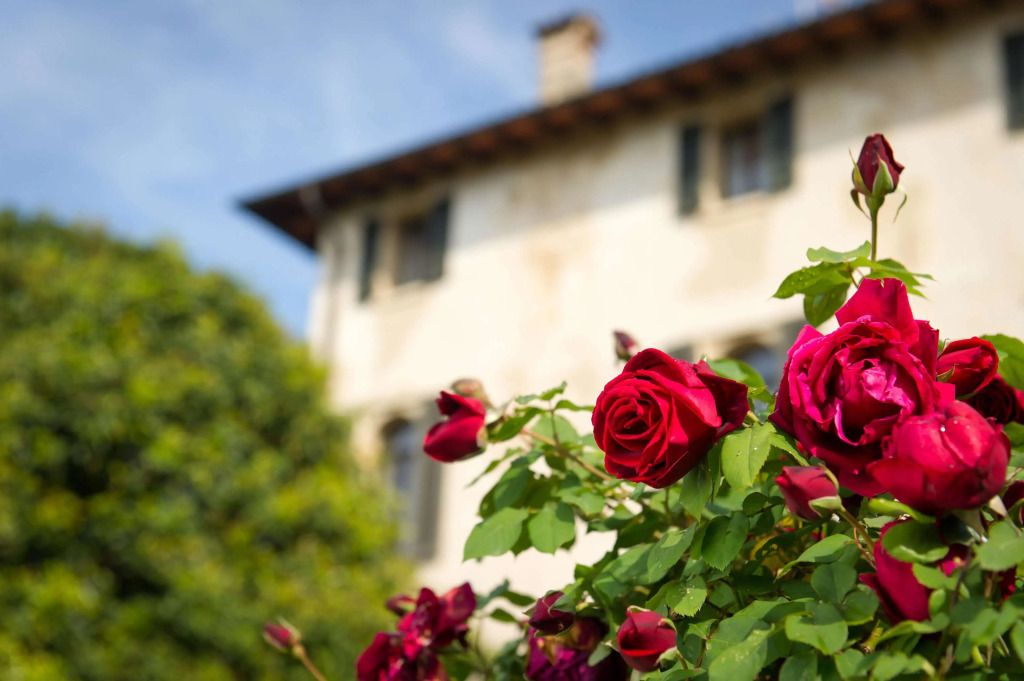 Rote Rosen im Vordergrund vor historischer Hotelvilla