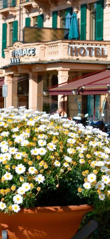 Blühende Gänseblümchen vor einem eleganten Gebäude mit Terrakotta-Fassade