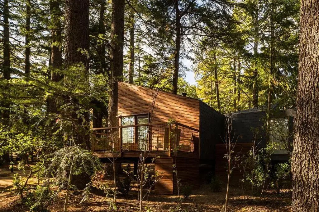 Moderne Holzhütte in einem dichten Wald mit Terrasse und großen Fenstern