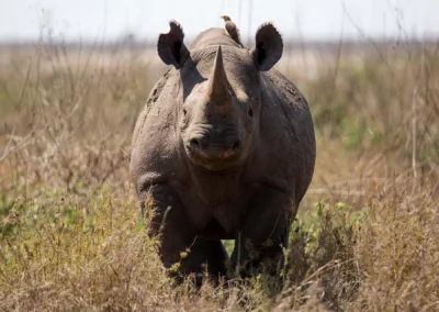 Nashorn Erlebnis im Siringit Serengeti Camp