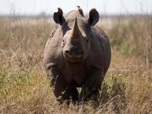 Nashorn Erlebnis im Siringit Serengeti Camp